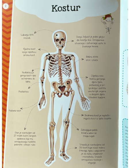 Moj atlas ljudskog tijela + poster